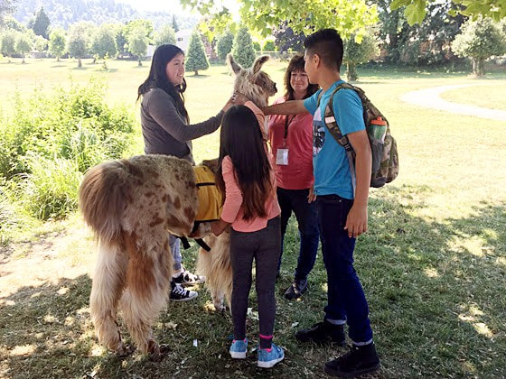 Students pet therapy llama